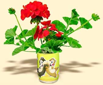 Can Flowers Geranium